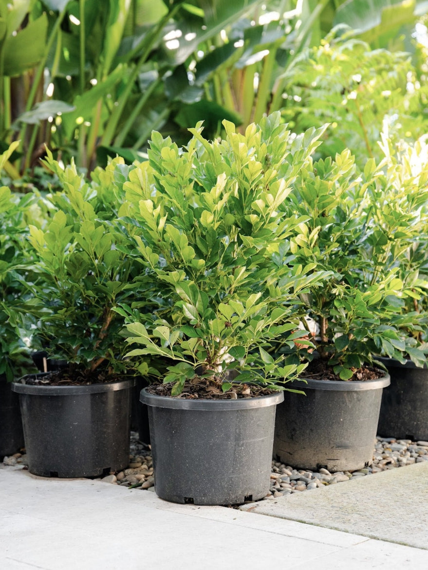 Summerscent (Radermachera)