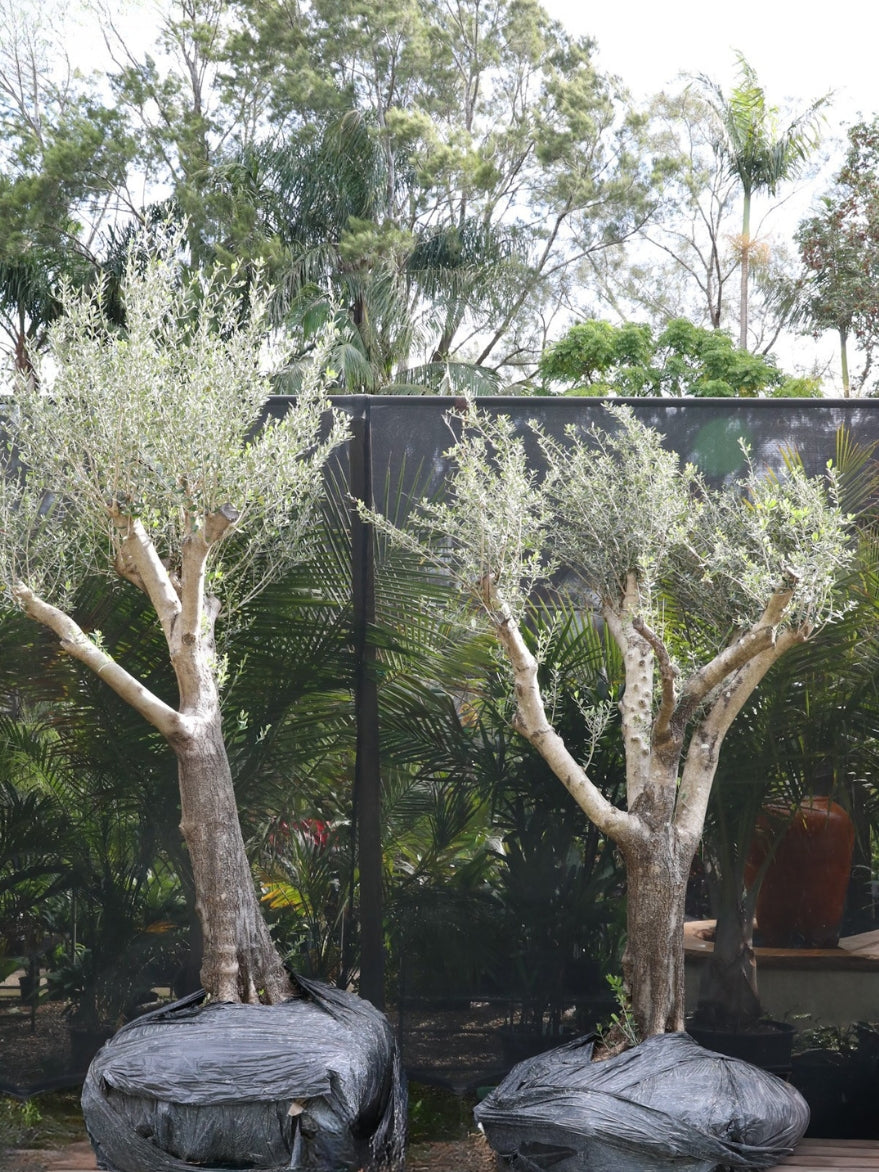 Aged Olive Tree Pokolbin