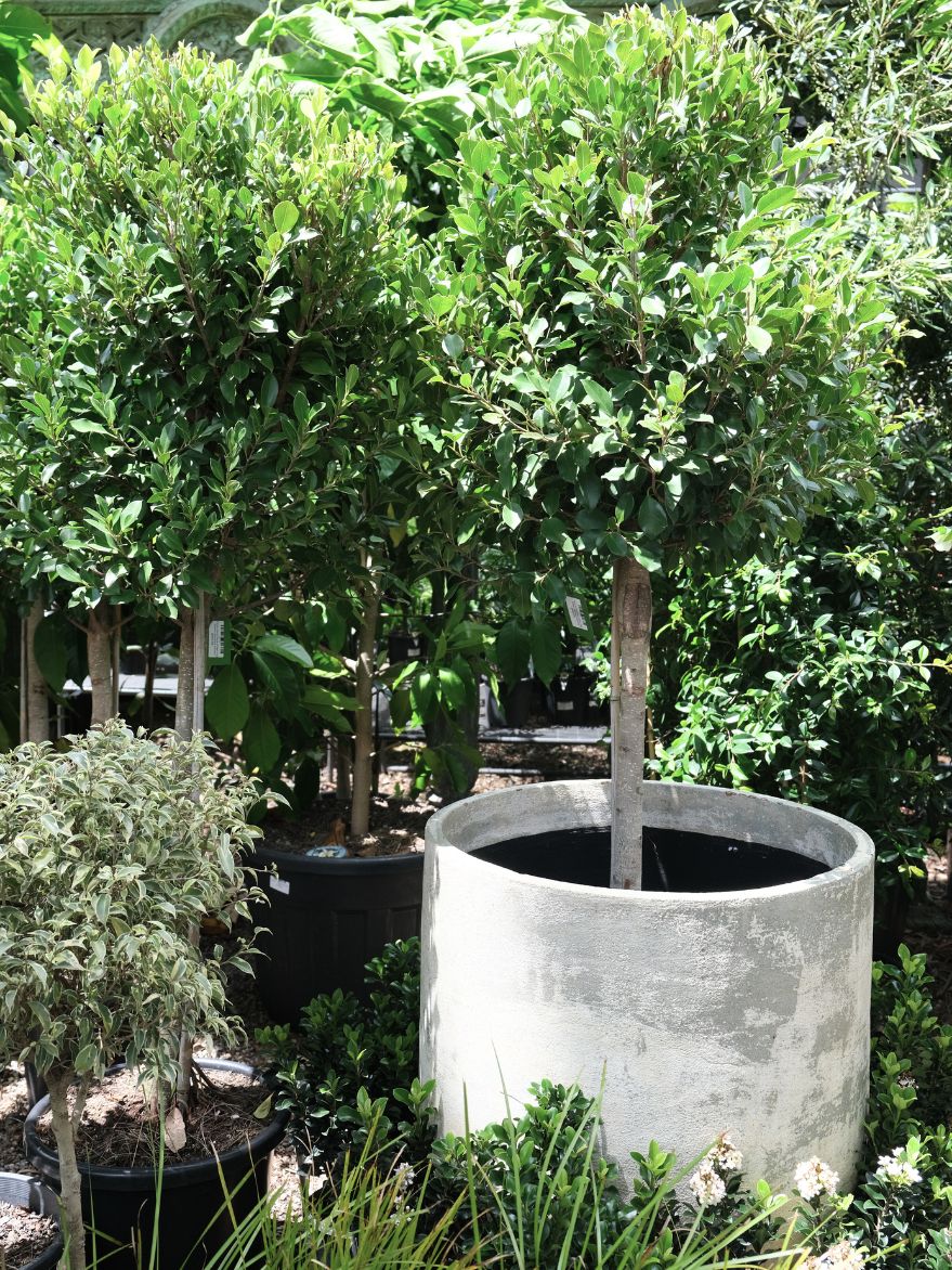 Ficus microcarpa (Flash Fig) Topiary Standard 400mm