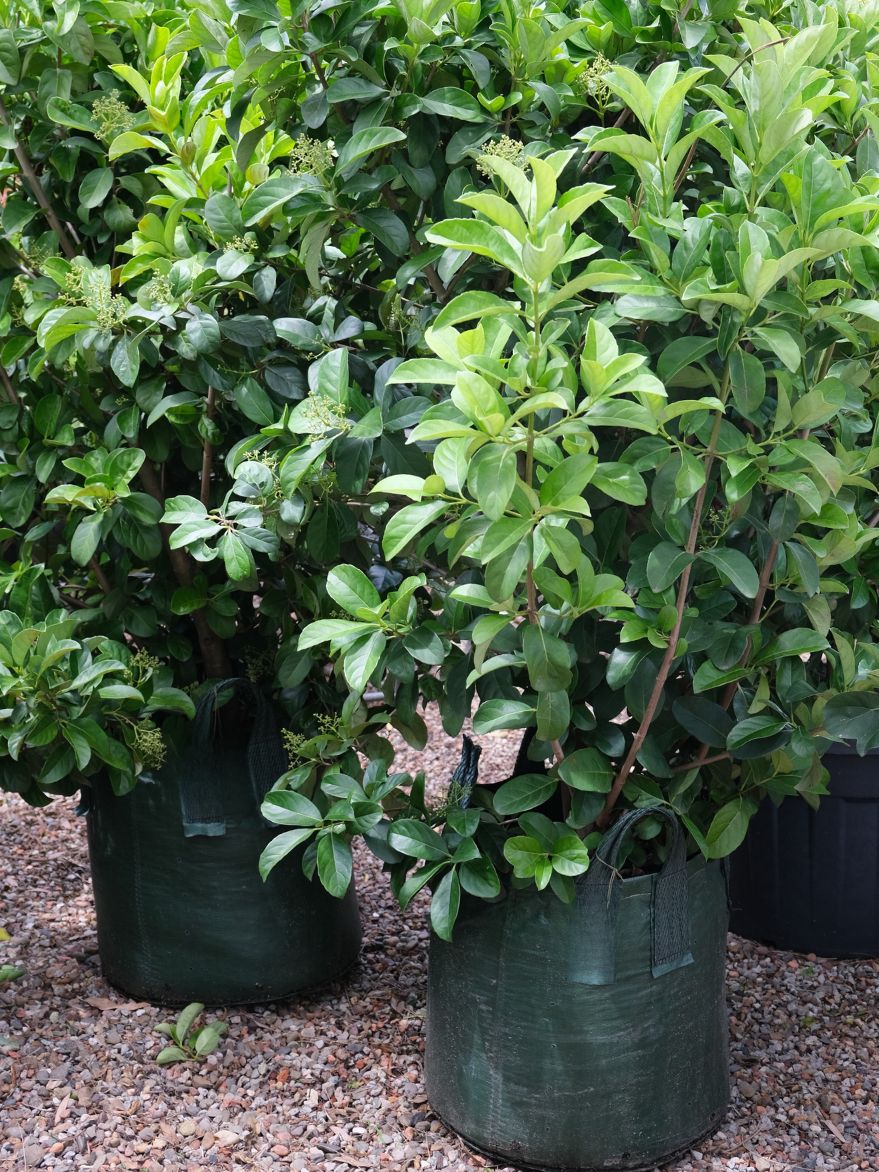 Sweet Viburnum (Viburnum odoratissimum)