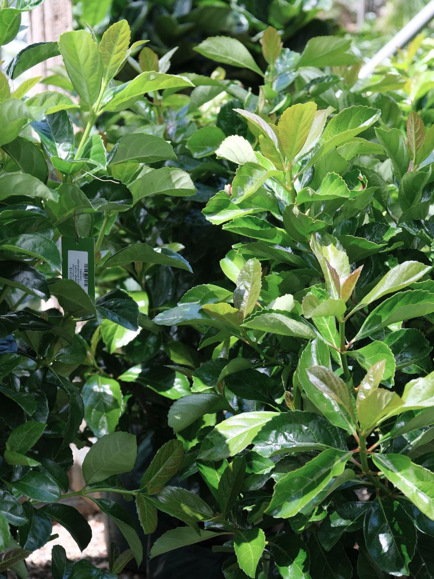 Sweet Viburnum (Viburnum odoratissimum)