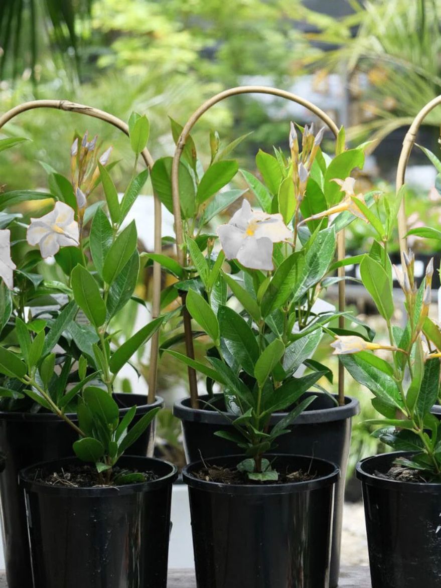 Mandevilla/Dipladenia Sun Parasol (Rocktrumpet)