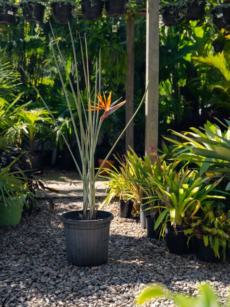 Strelitzia juncea (Narrow-leaved Bird of Paradise)