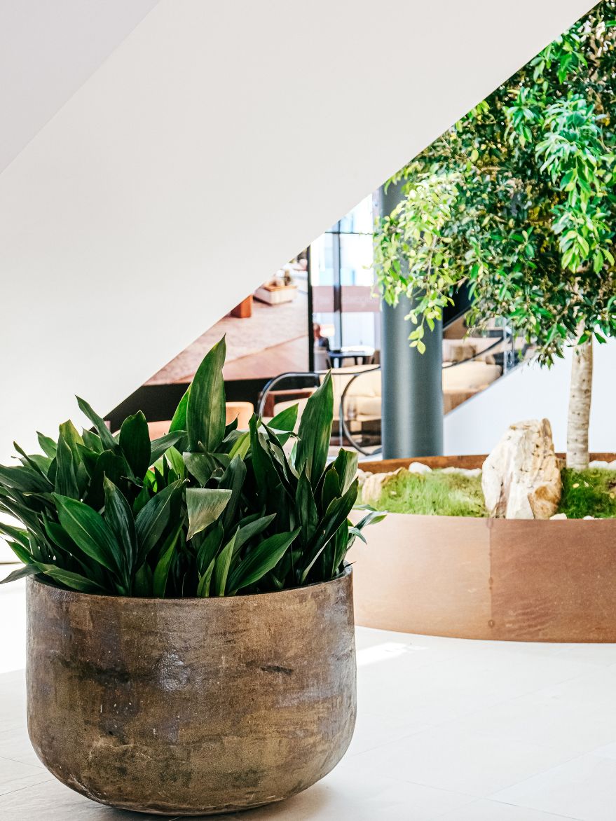 aspidistra elatior indoor plants Cast Iron Plant (Aspidistra elatior) – The Palms Sydney