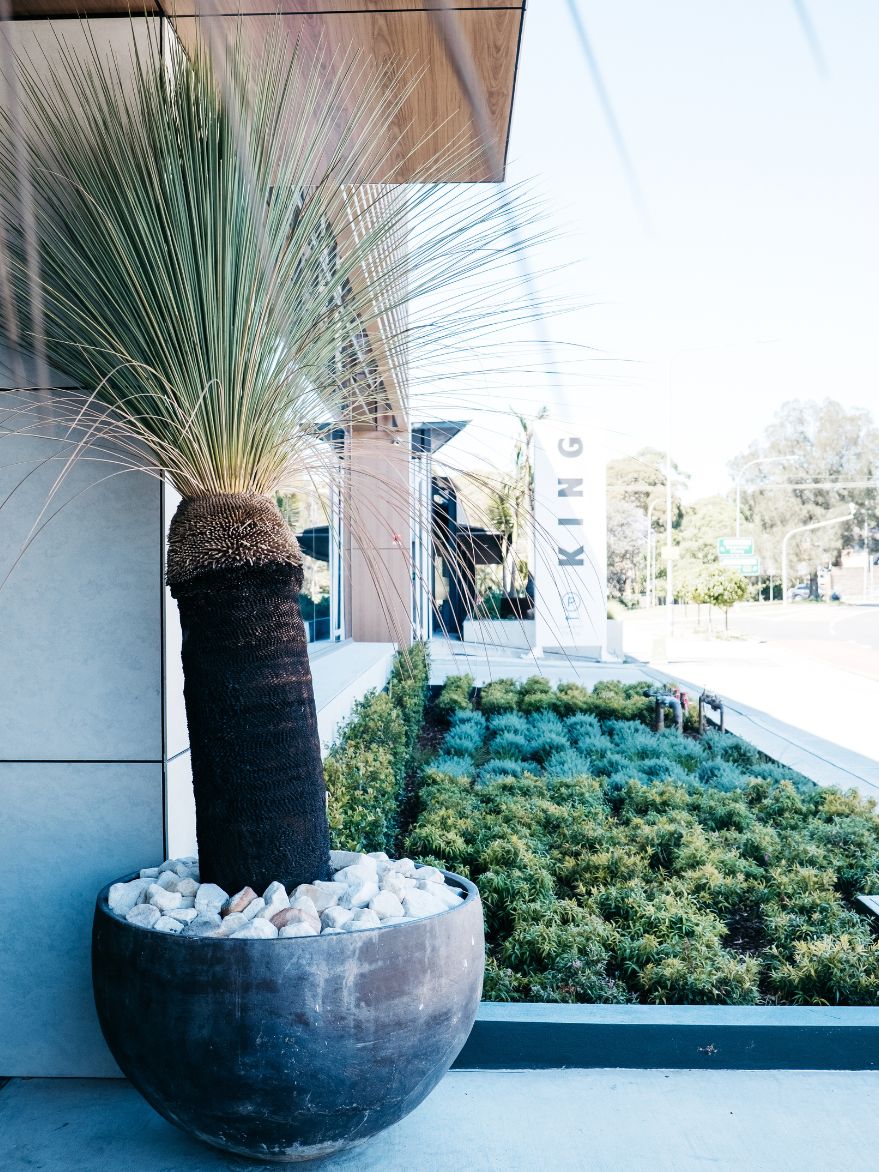 Xanthorrhoea glauca (Grass Tree)