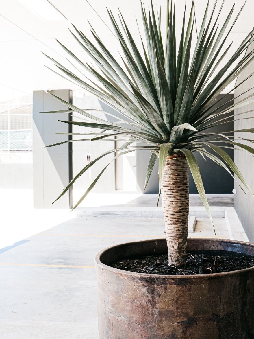 dragon tree succulent Dragon Tree (Dracaena draco)
