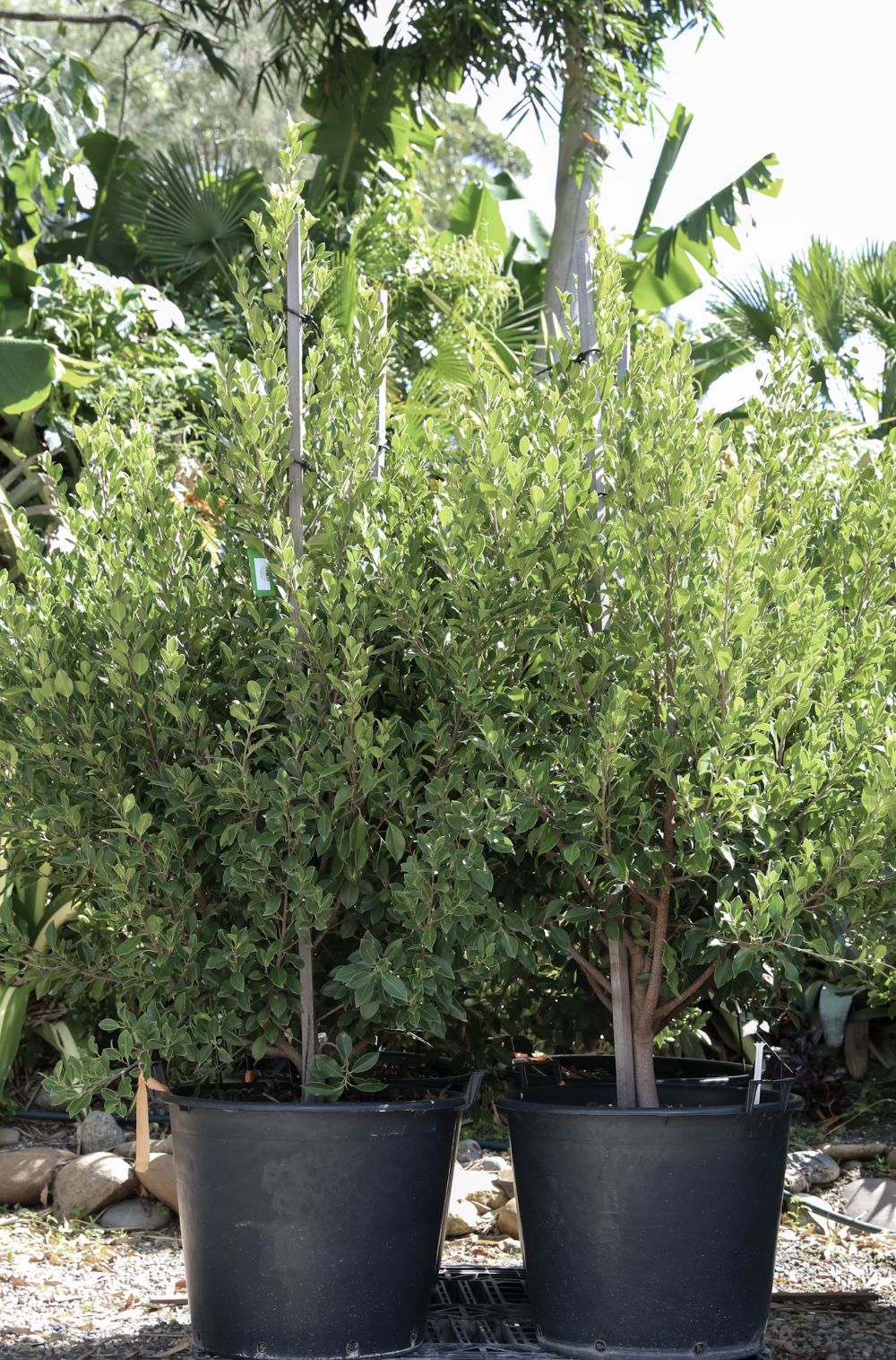 Ficus Flash (Ficus microcarpa)