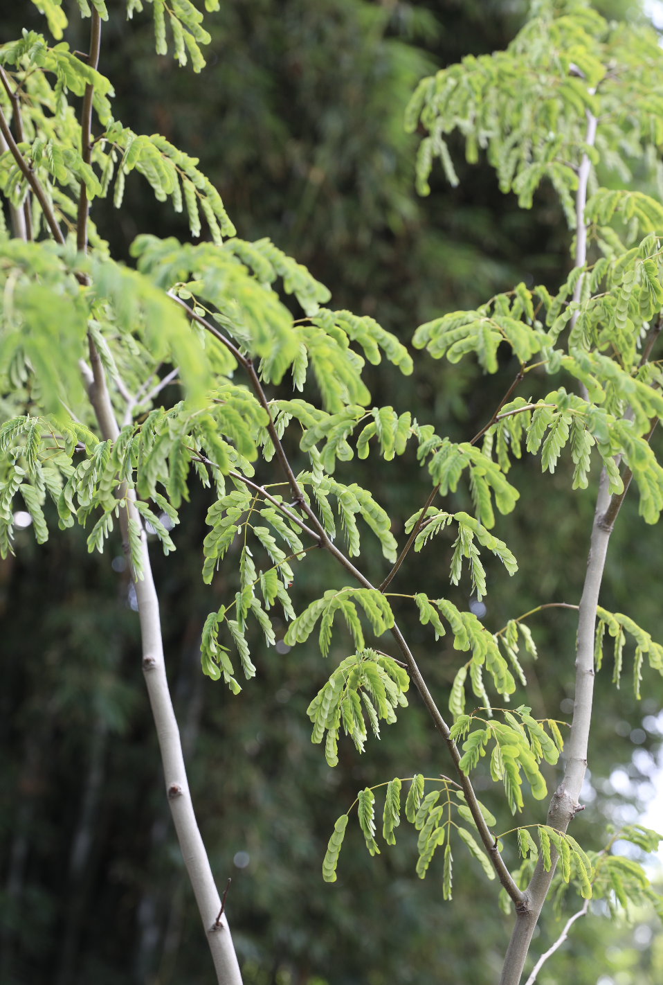 Leopard Tree (Caesalpinia ferrea)