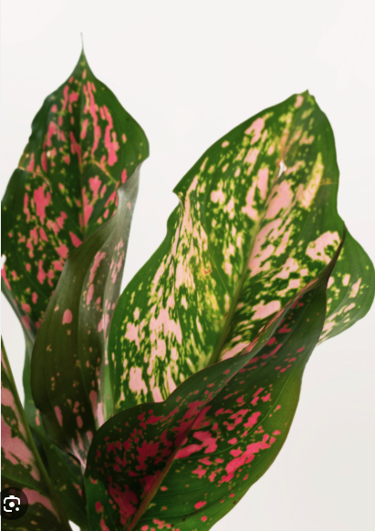 Aglaonema Wishes Pink