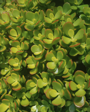 Crassula ovata 'Minima' (Dwarf Jade)