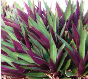 Rhoeo spathacea (Moses in the Cradle)