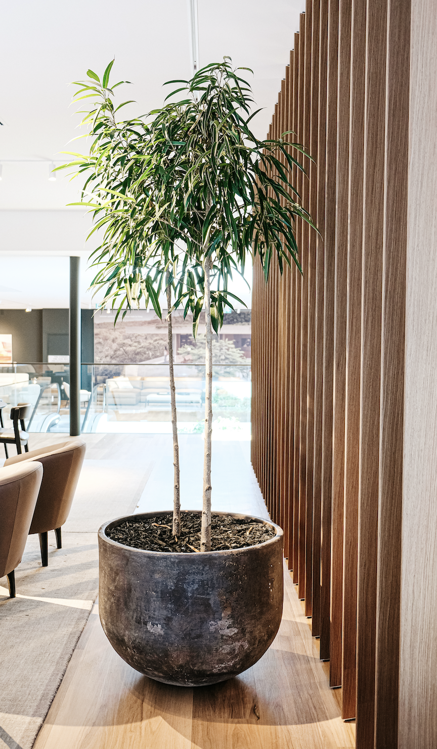 Ficus longifolia (Narrow Leaf Fig)