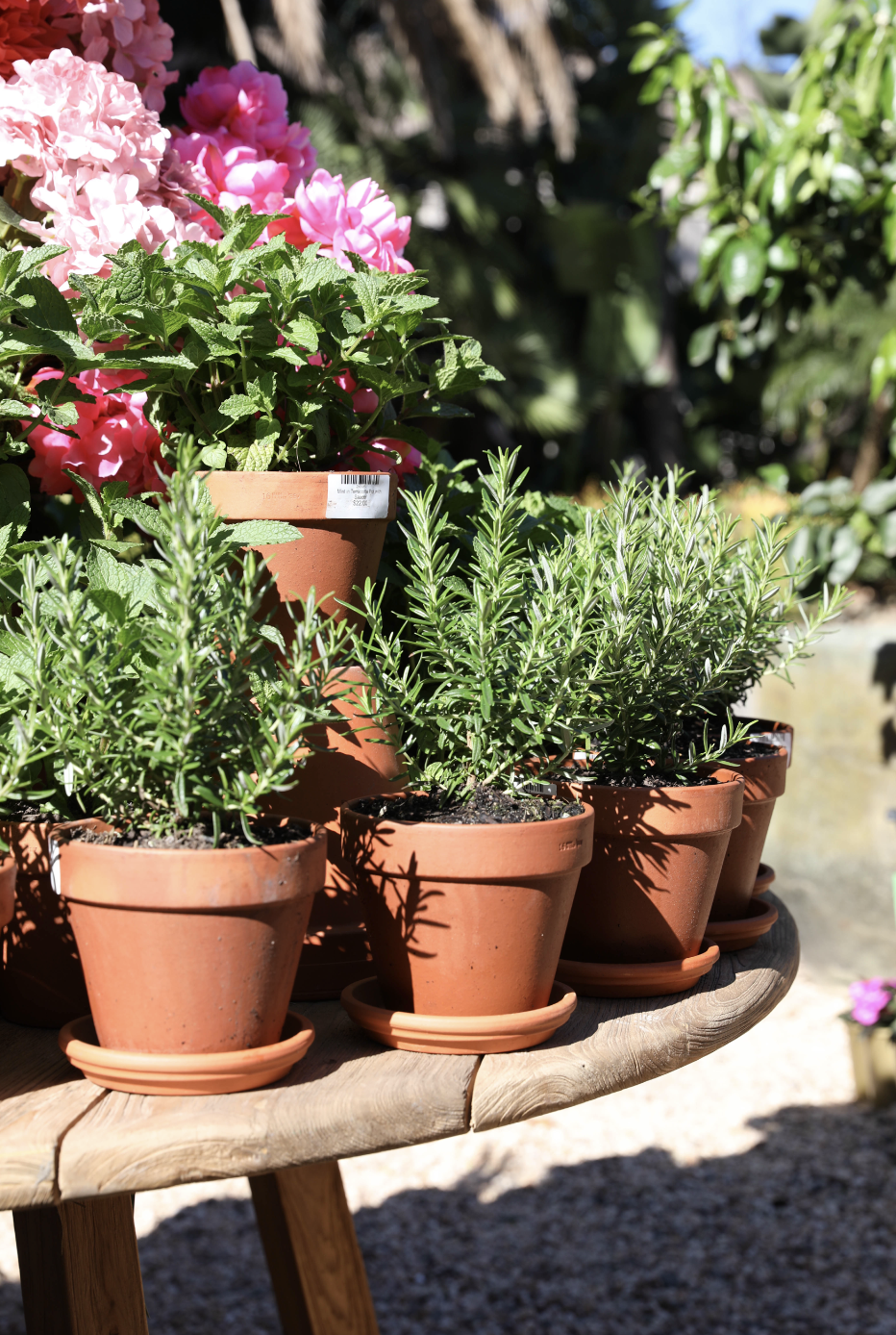 Rosemary 'Tuscan Blue' in Terracotta Pot with Saucer