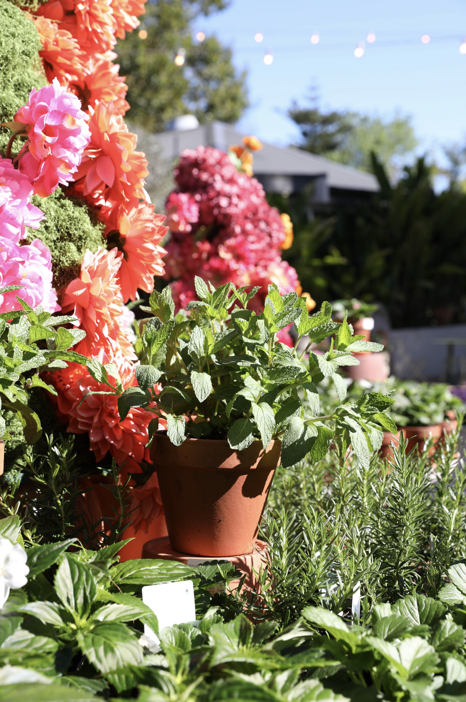 Mint in Terracotta Pot with Saucer