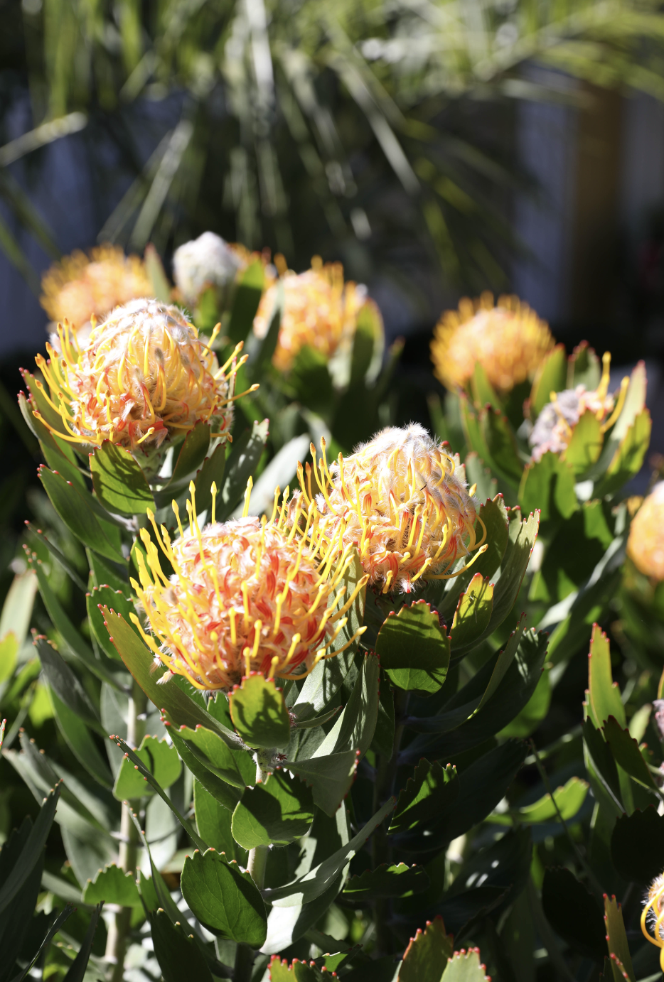 Leucospermum 'Mardi Gras Ribbons' (Pincushions) 300mm
