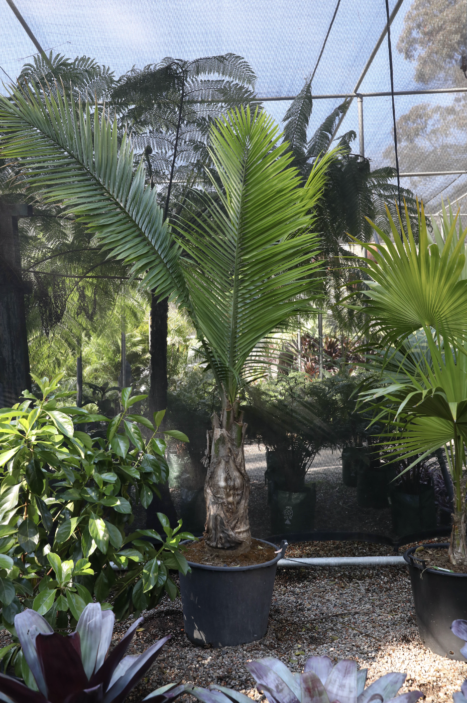 Archontophoenix x 'Albang' (Albang Palm)