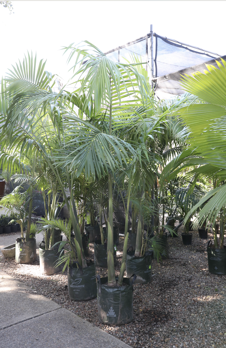 Beccariophoenix fenestralis (Giant Windowpane Palm) 95L