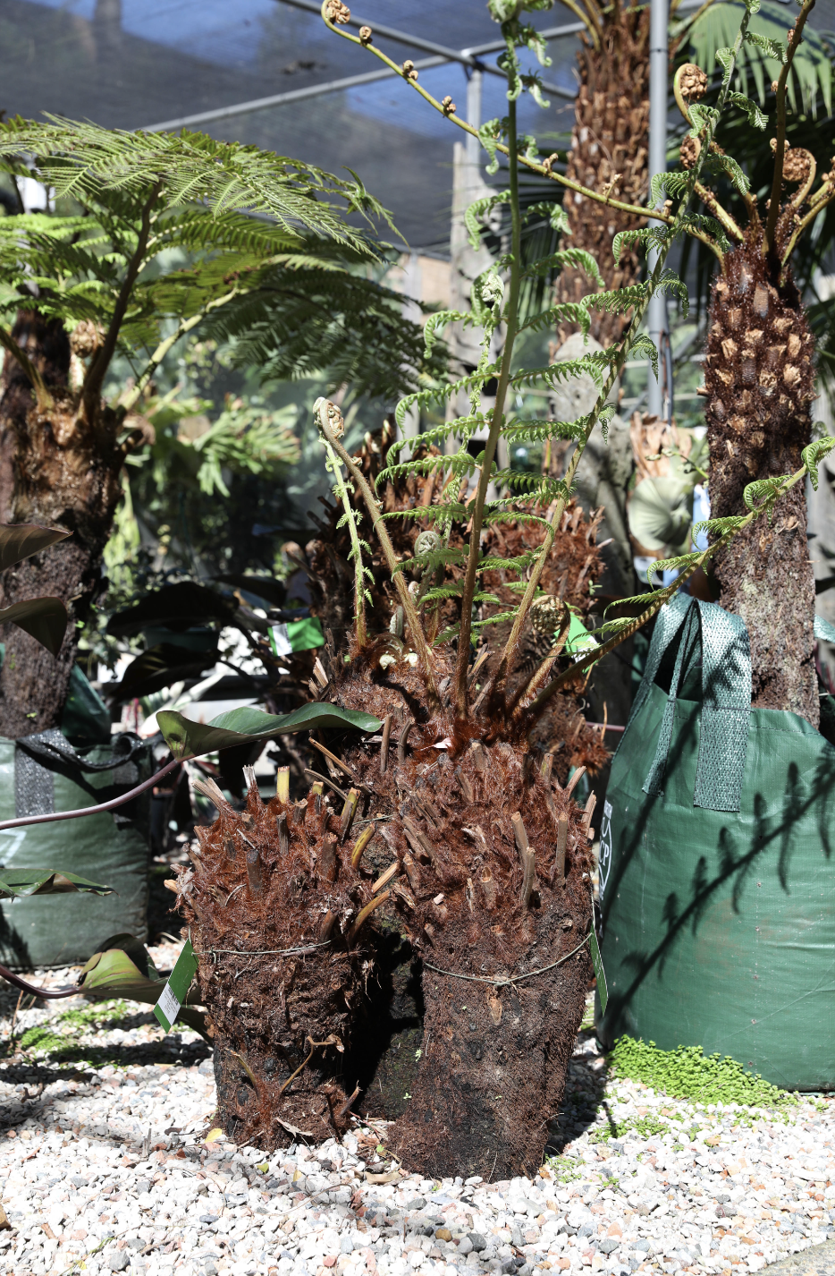 Dicksonia antarctica (Soft Tree Fern)