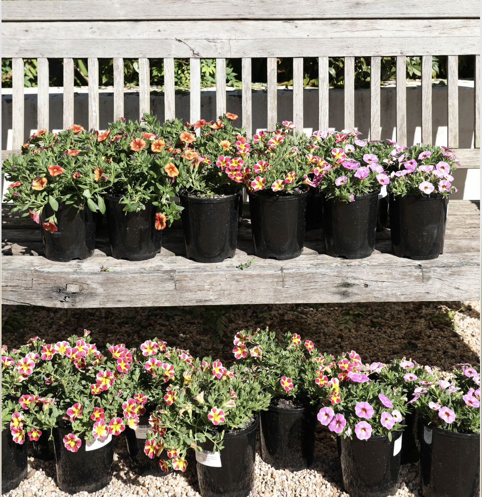 Calibrachoa 'Aloha' (Million Bells) 140mm