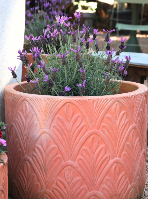 Lavandula stoechas 'Avonview' (Avonview Lavender)