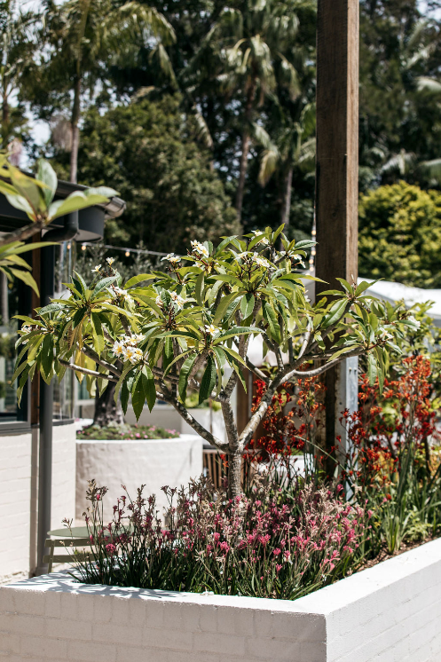 Frangipani White (Plumeria rubra)