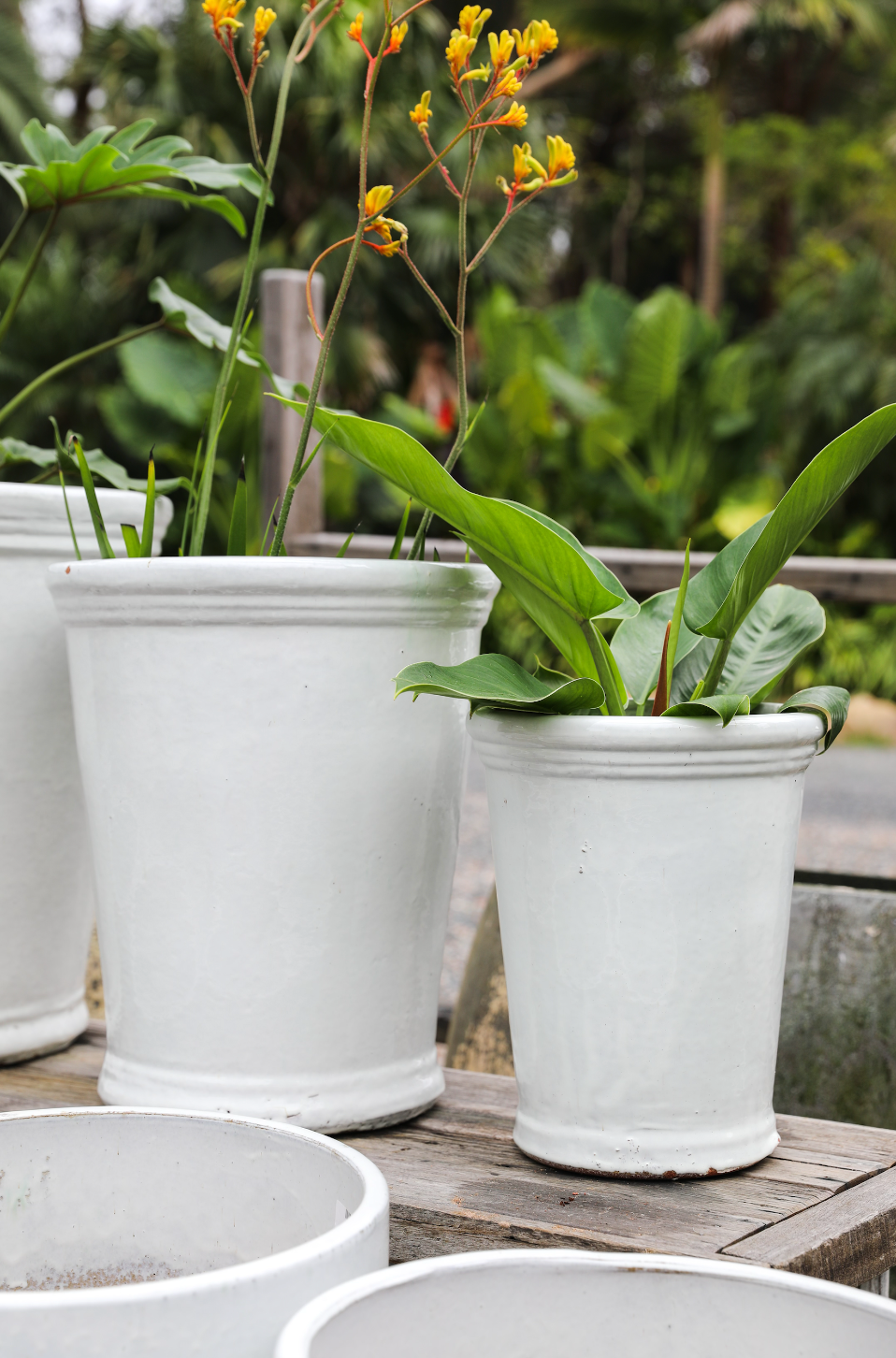 Palms Rolled Top Planter