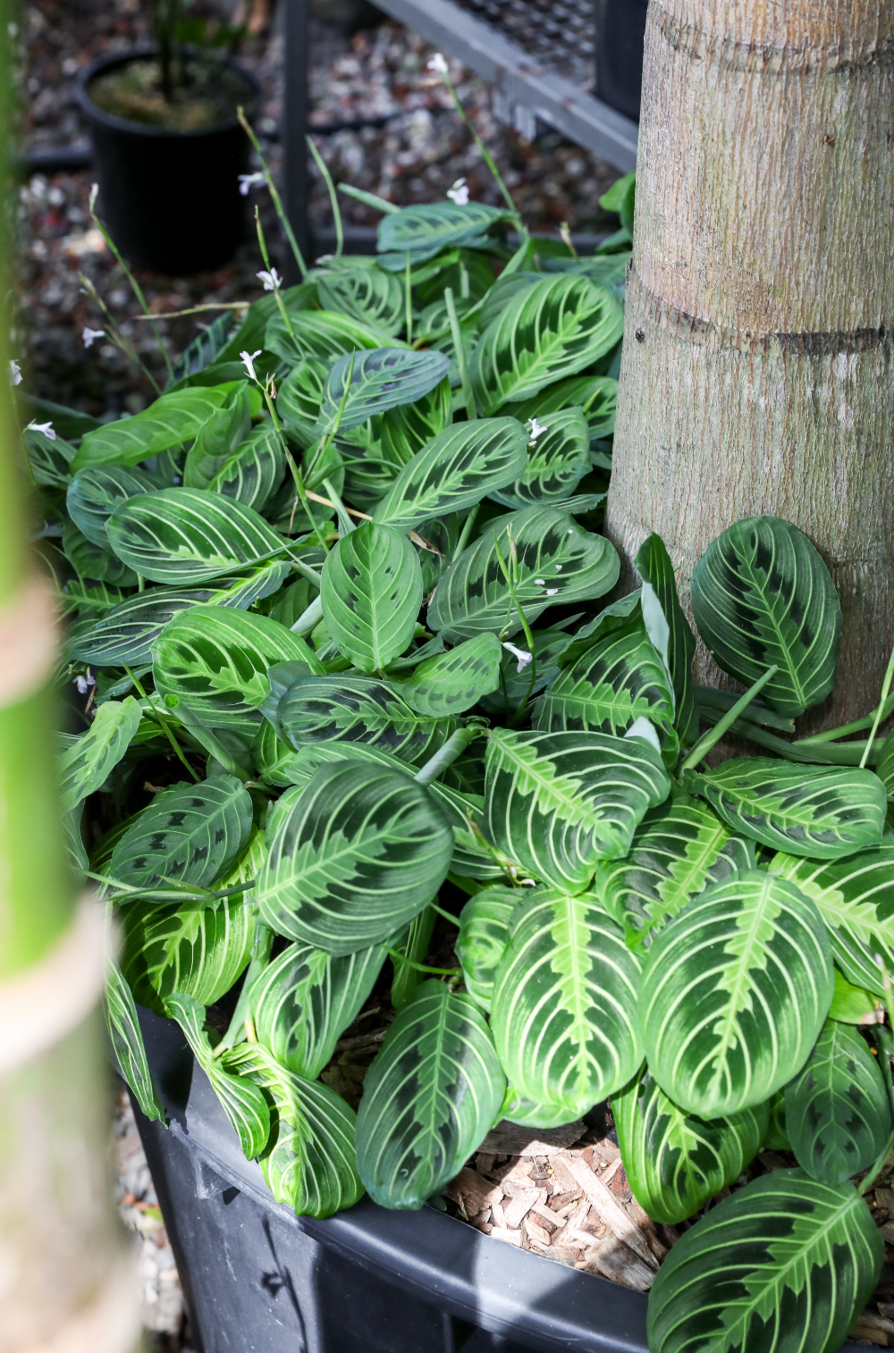 Maranta Lemon and Lime