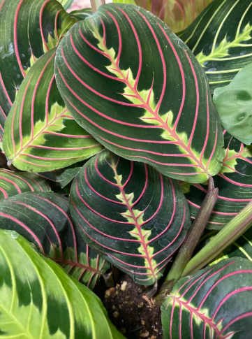 Maranta Red Vein