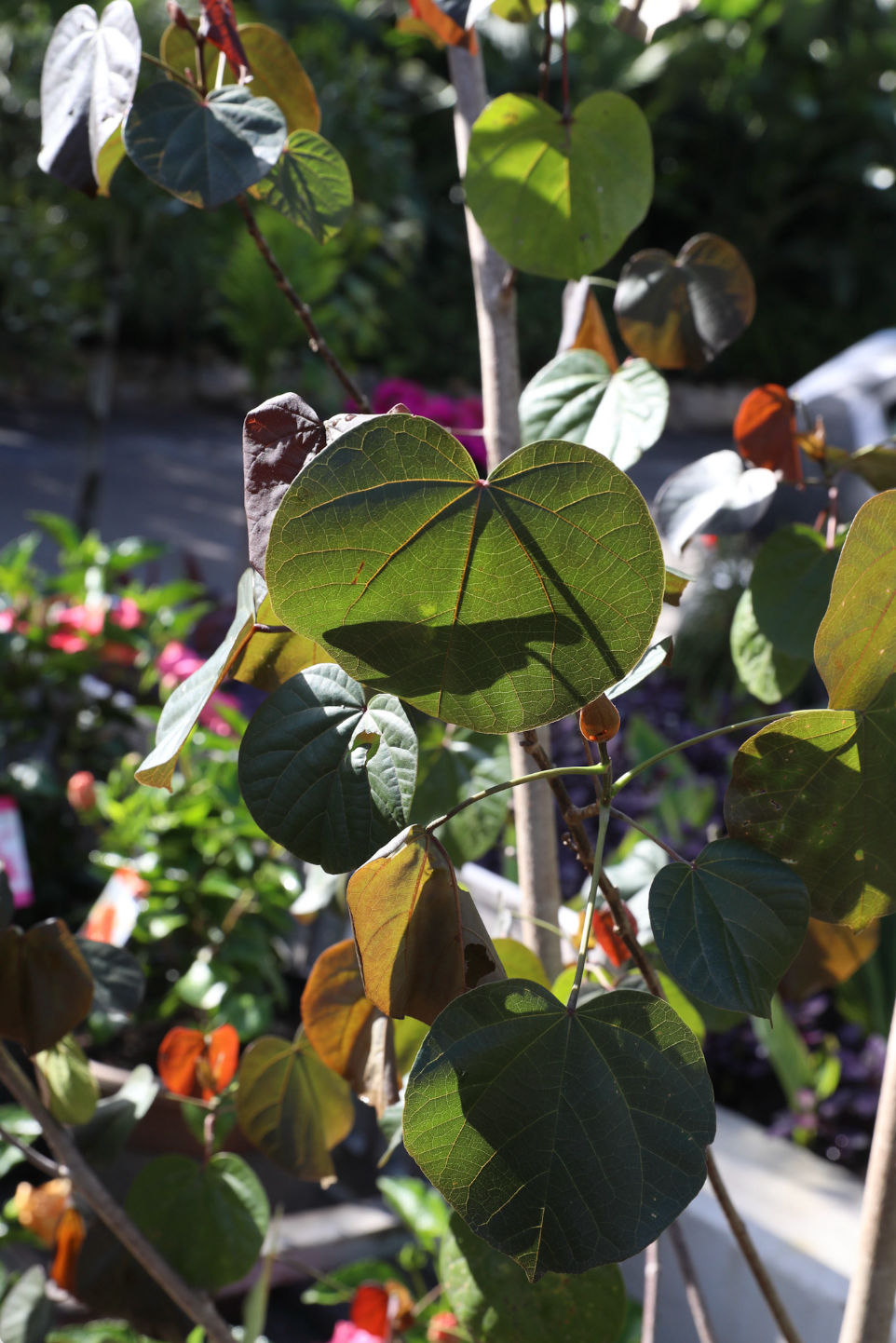 Native Hibiscus (Tiliaceus rubra)