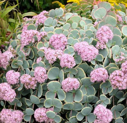 Sedum sieboldii