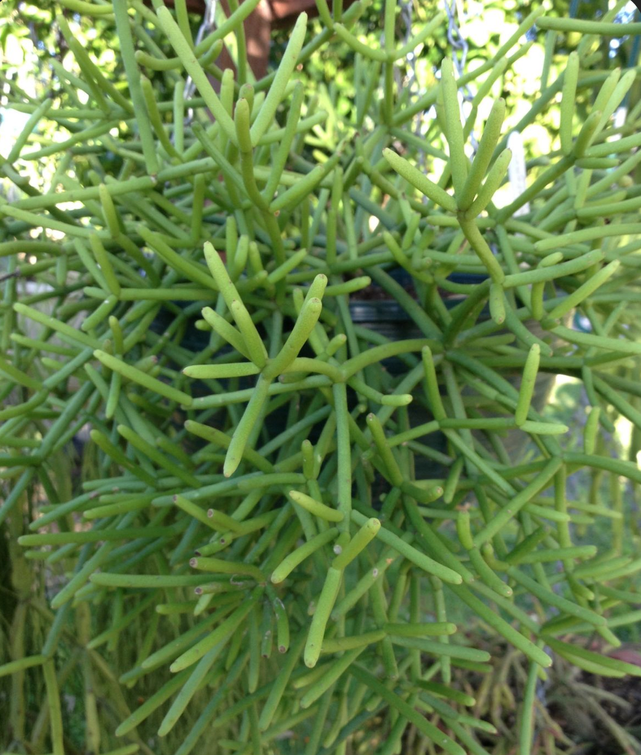 Rhipsalis grandiflora
