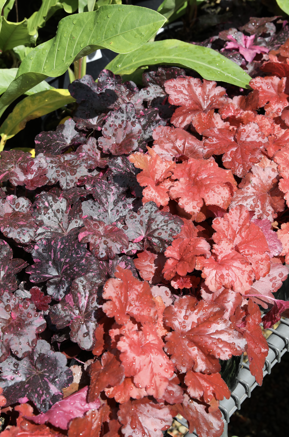 Heuchera (Coral Bells)