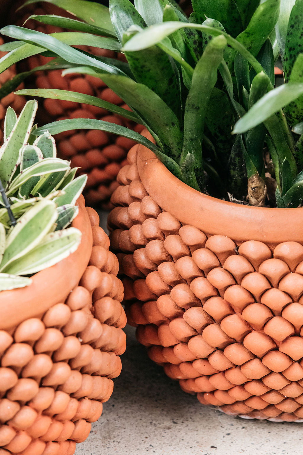 Pine Cone Terracotta Planter