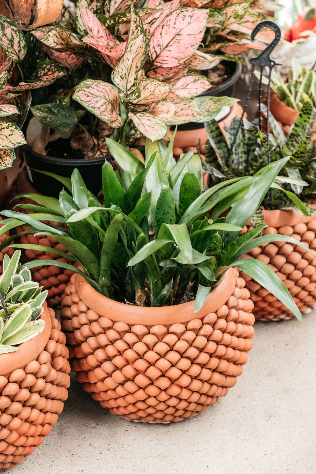 Pine Cone Terracotta Planter