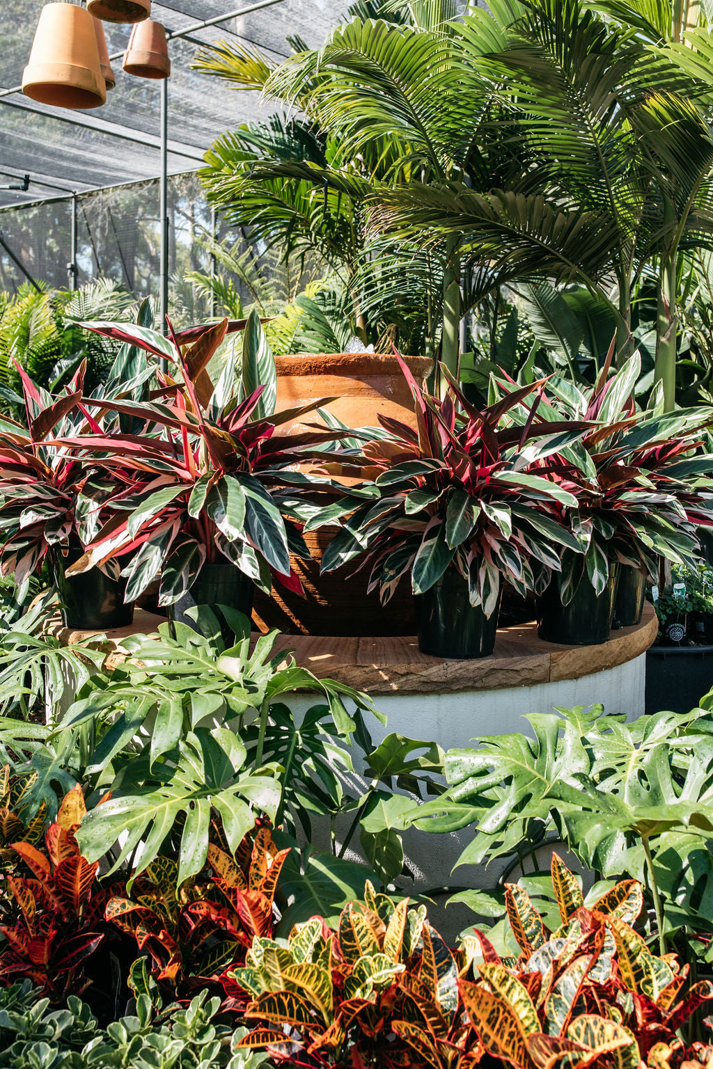 Stromanthe sanguinea 'Tricolour'