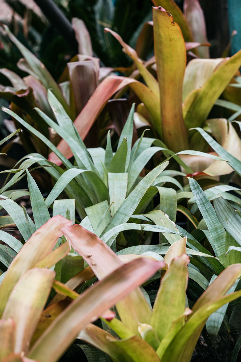 Aechmea blanchetiana (Blanchet's Bromeliad)