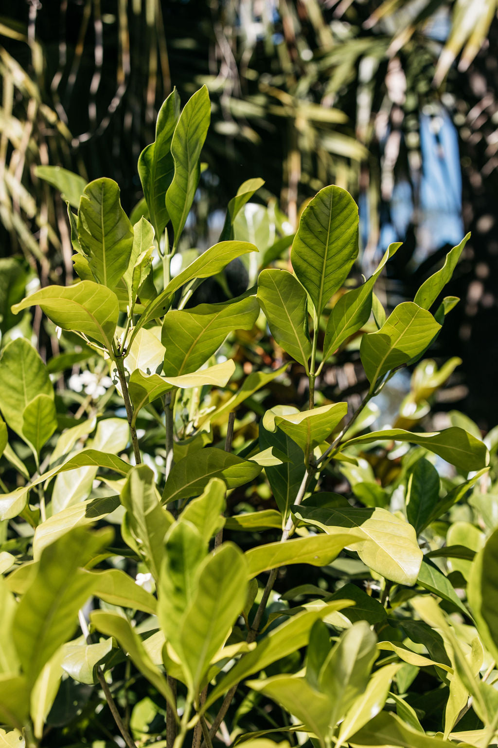 Native Gardenia (Randia fitzalanii)