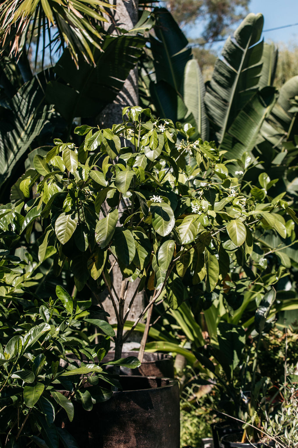 Native Gardenia (Randia fitzalanii)