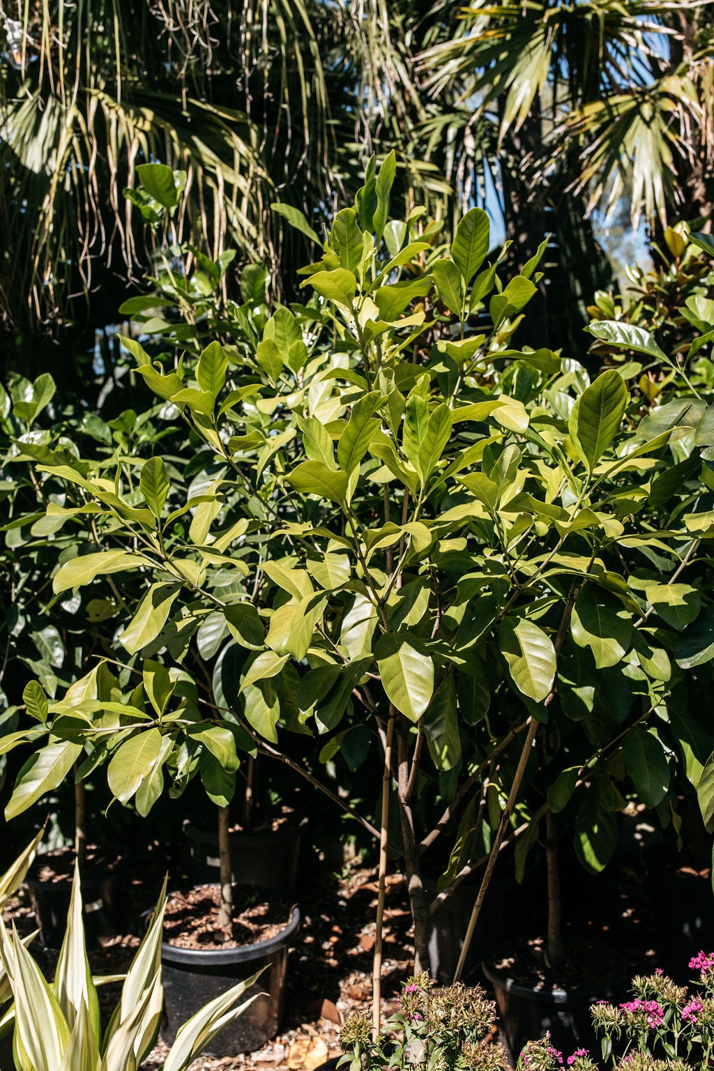 Native Gardenia (Randia fitzalanii)