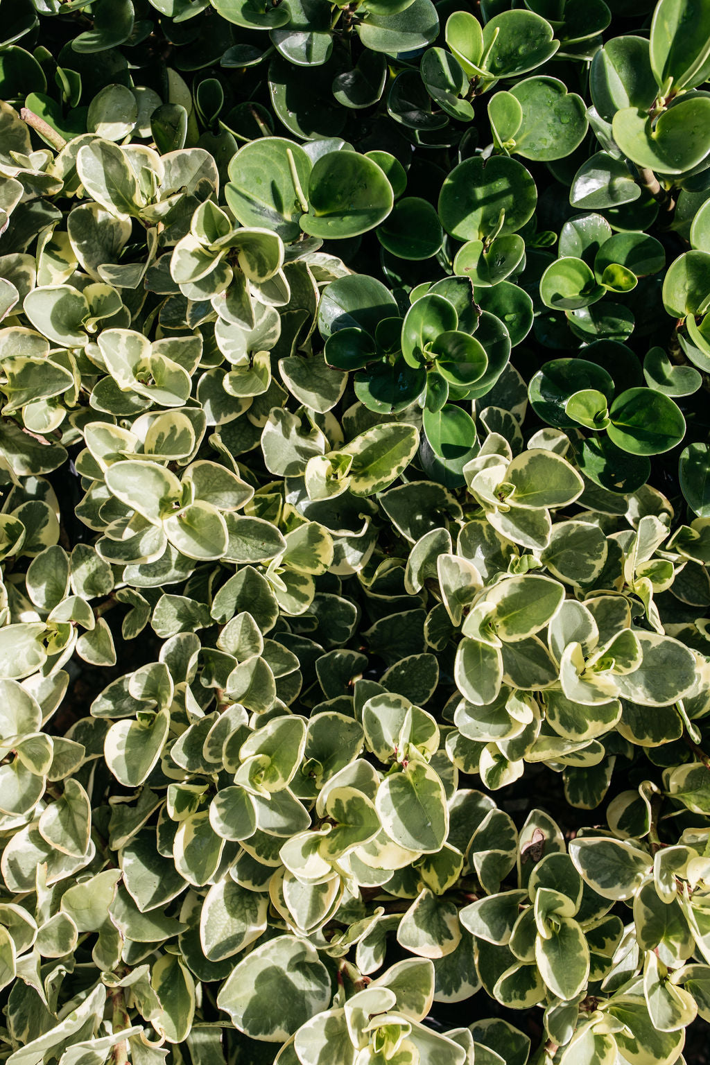 Peperomia Variegata