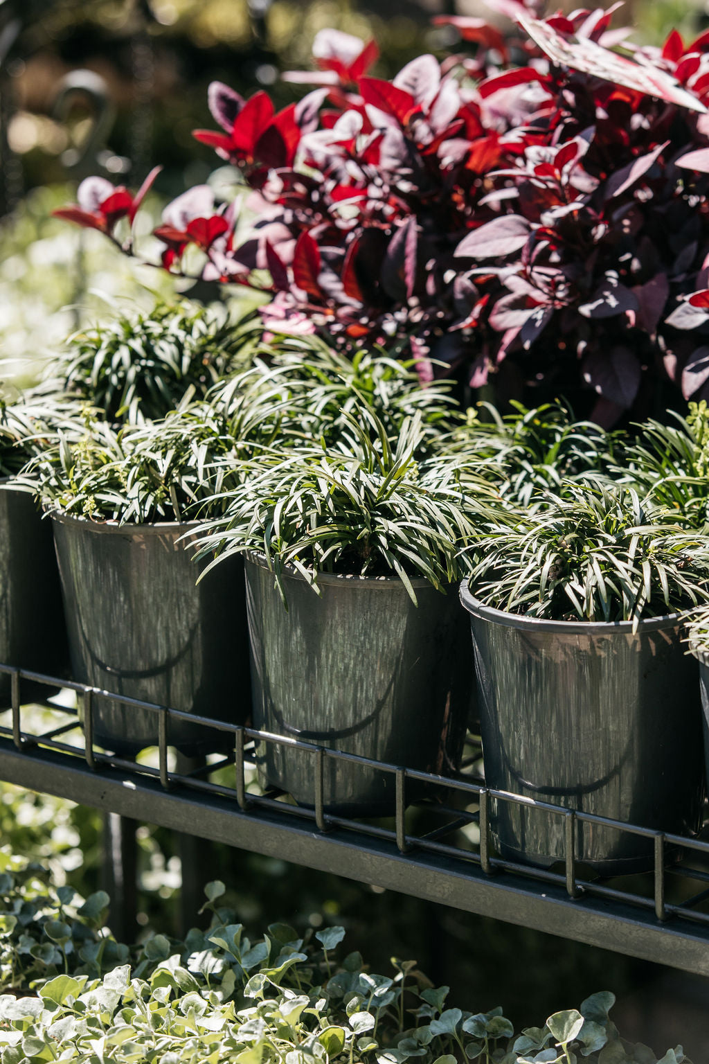 Dwarf Mondo Grass (Ophiopogon japonicus nana)