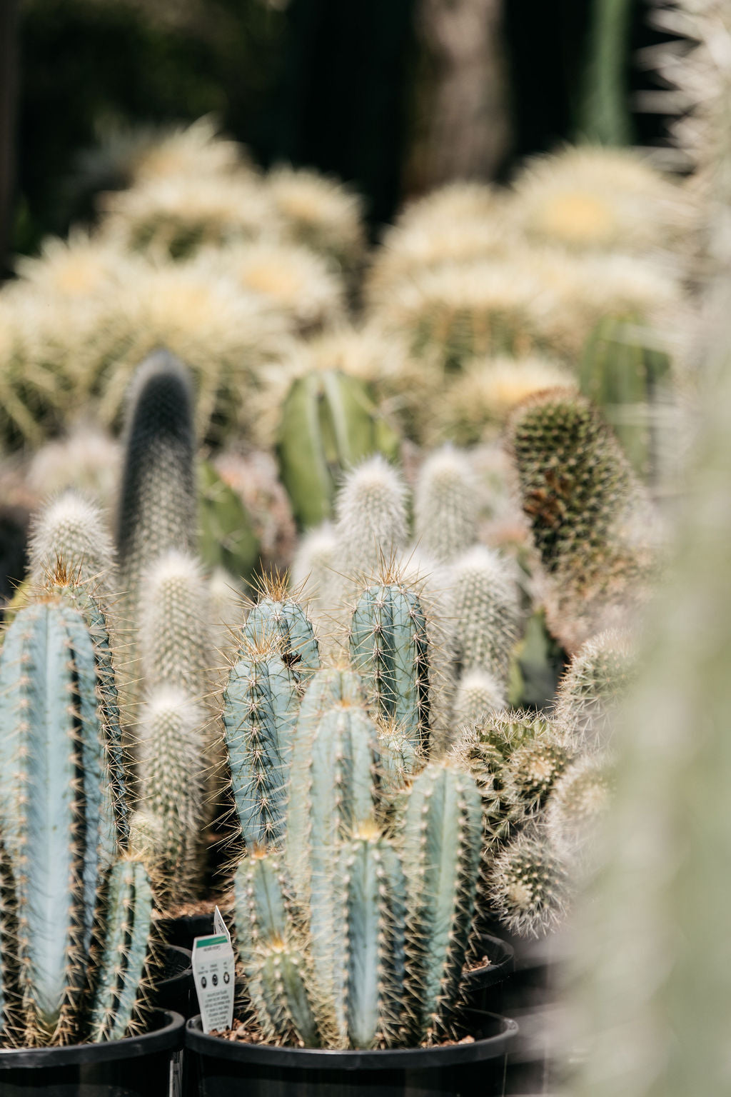 Assorted Cactus