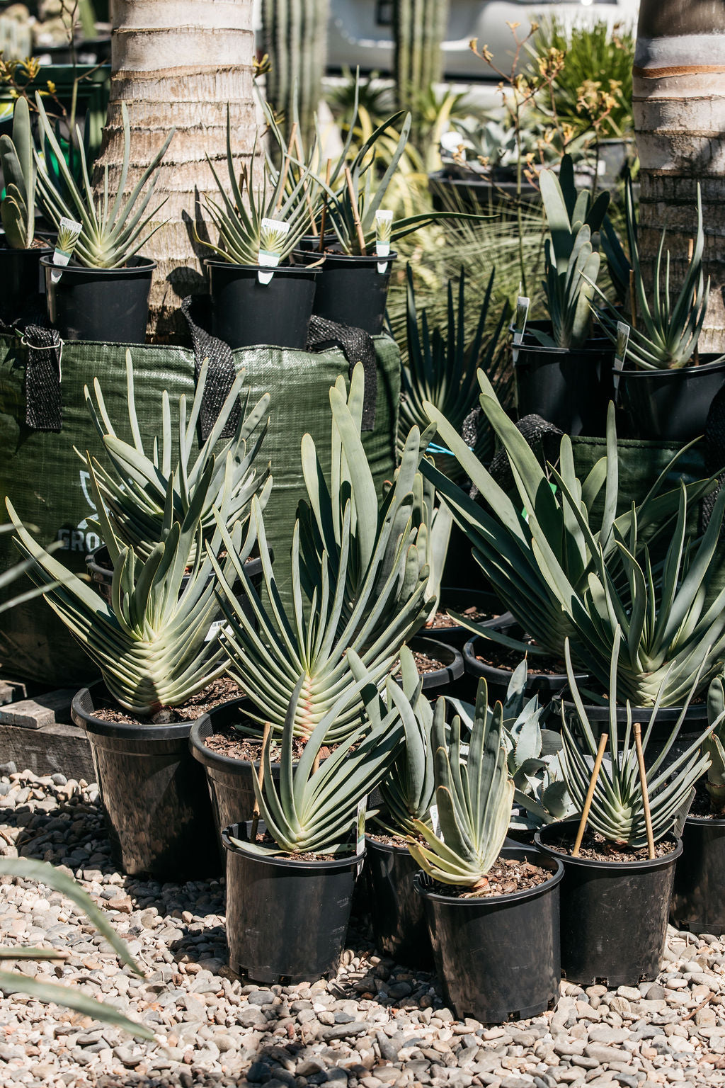 Fan Aloe ( Aloe plicatilis )