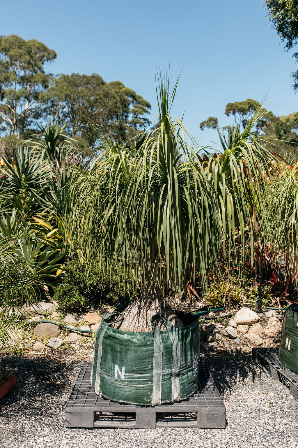 Ponytail Palm (Beaucarnea recurvata)