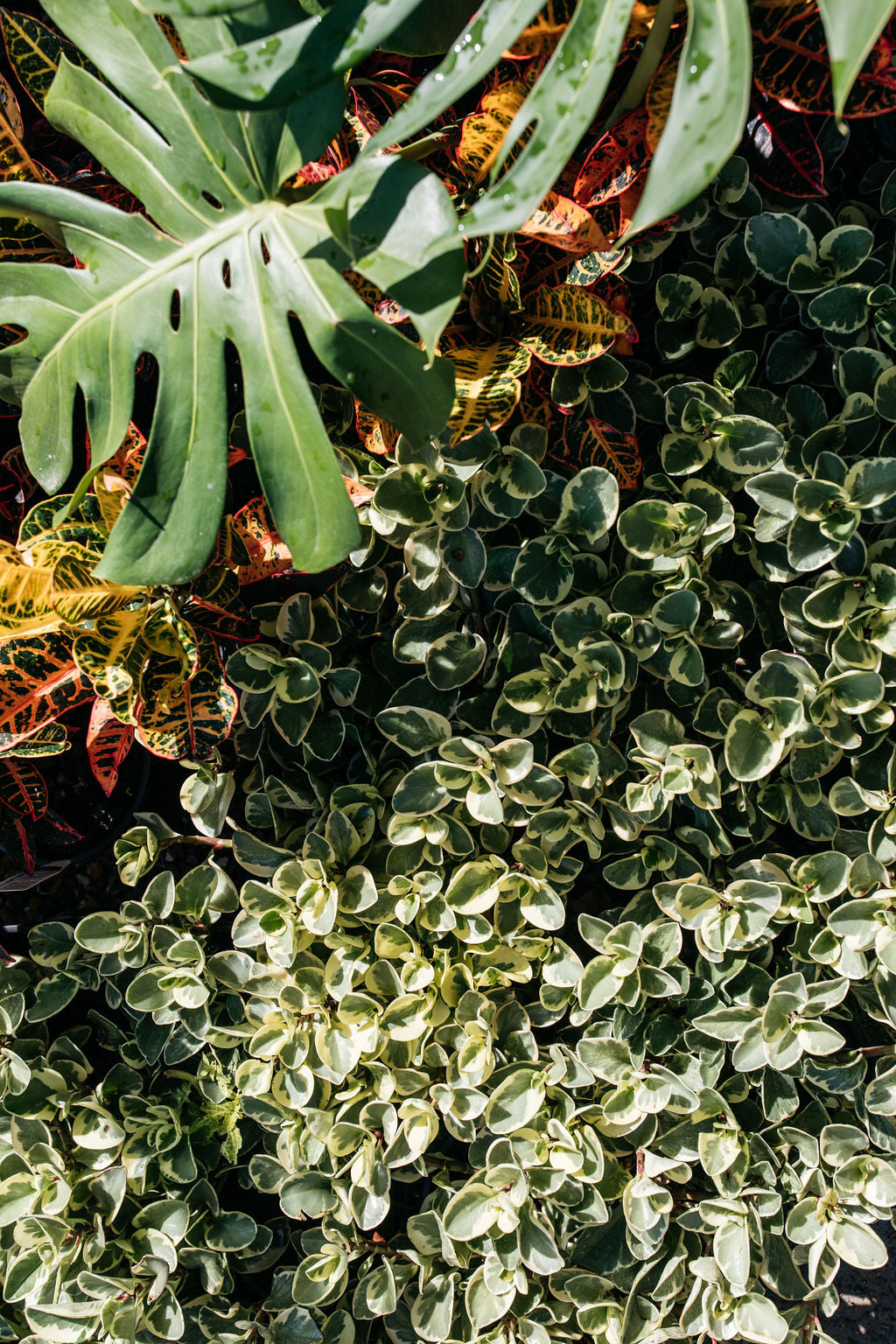 Peperomia Variegata