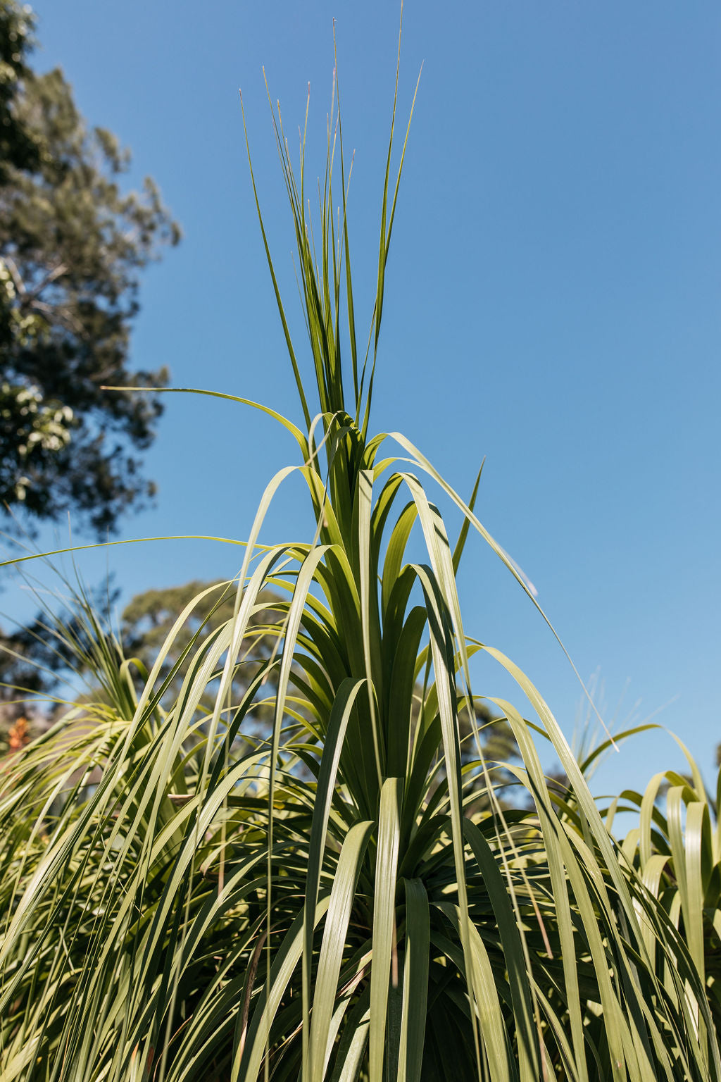 Ponytail Palm (Beaucarnea recurvata)