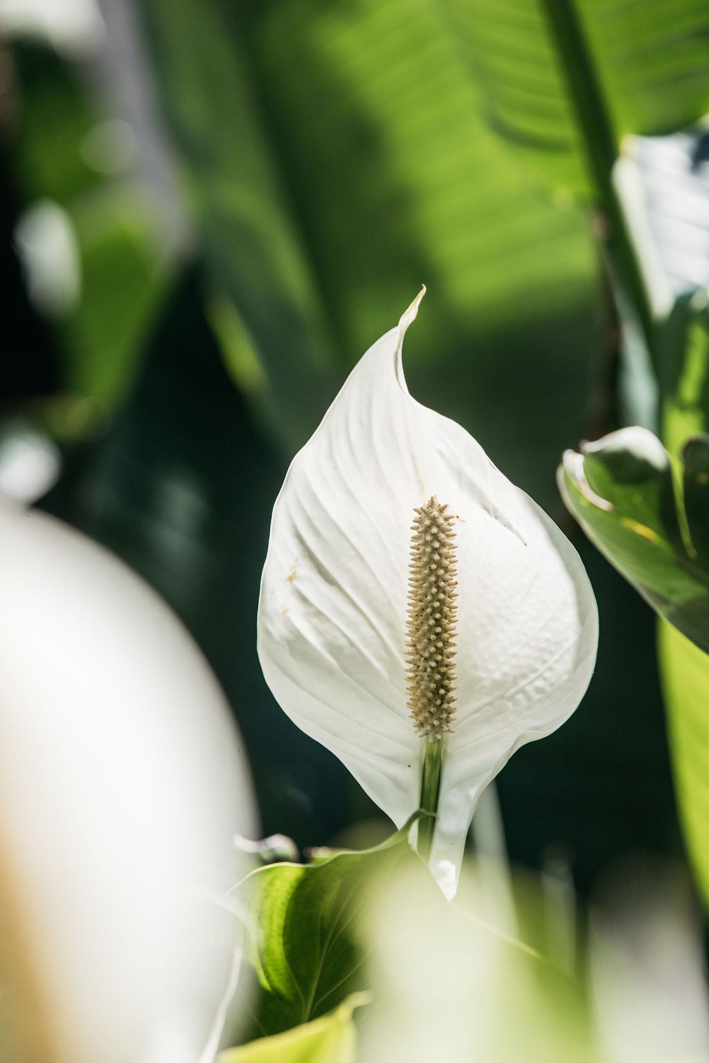 Giant Peace Lily (Spathiphyllum 'Sensation')