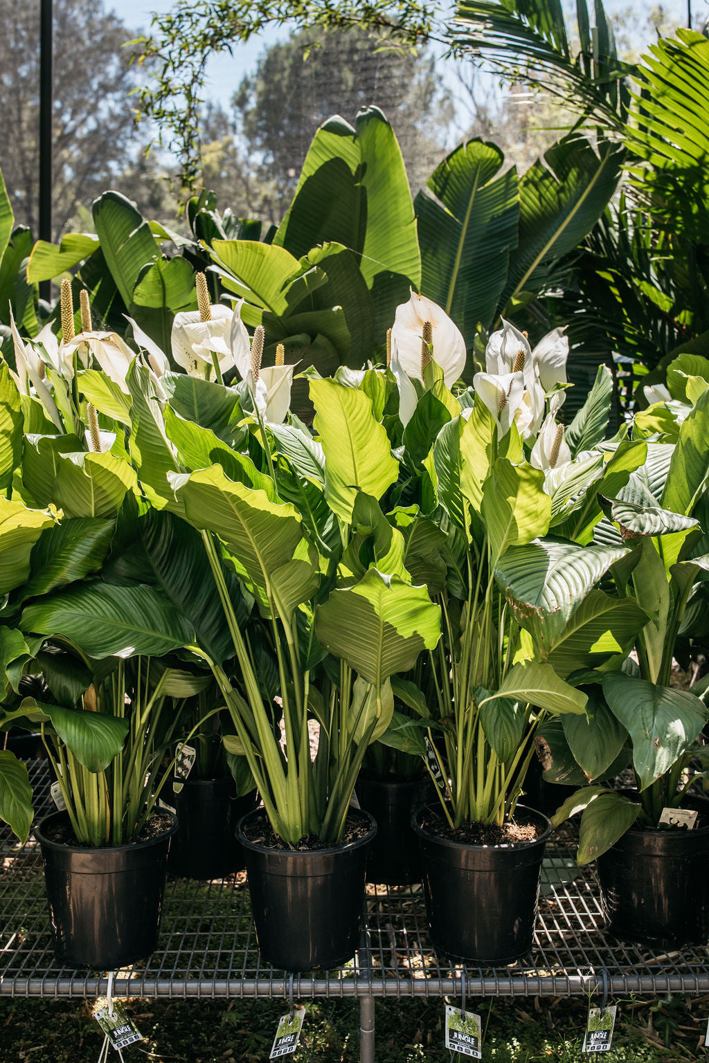 Giant Peace Lily (Spathiphyllum 'Sensation')