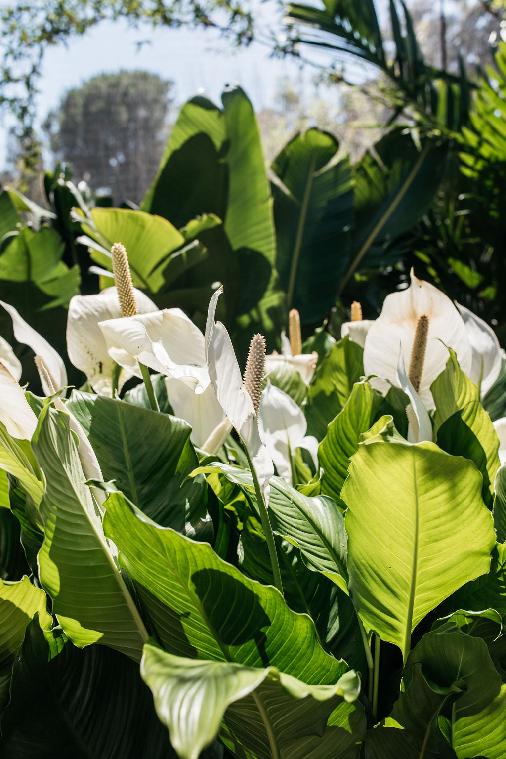 Giant Peace Lily (Spathiphyllum 'Sensation')