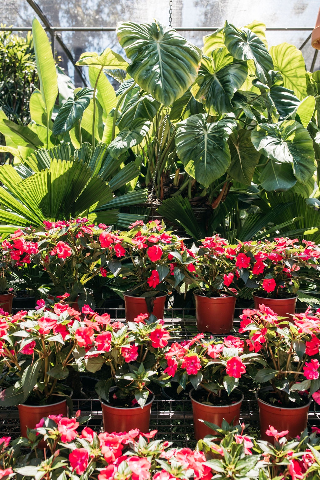 New Guinea Impatiens